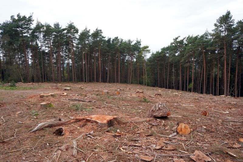 Tree Removal Specialists