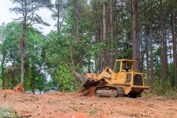 Cost of Trees Clearing in Conyers