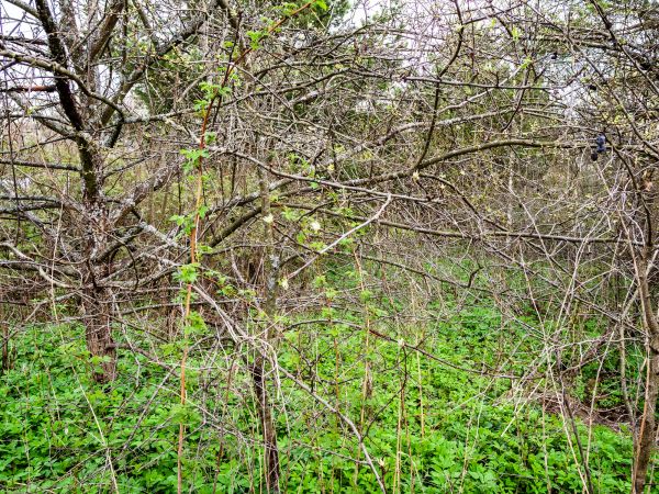 Cost of Underbrush Clearing in Conyers