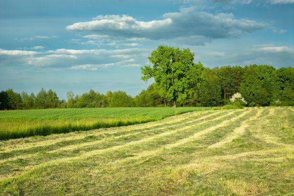 Cost of Vegetation Removal in Conyers