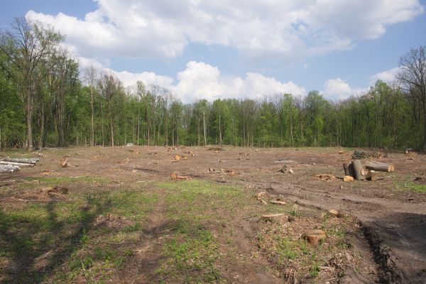 Cost of Pasture Clearing in Conyers