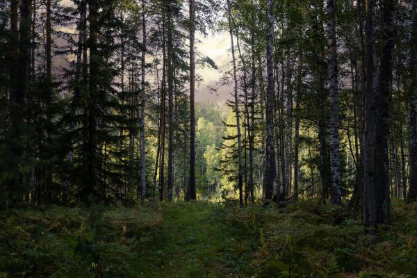 Cost of Pine Tree Clearing in Conyers