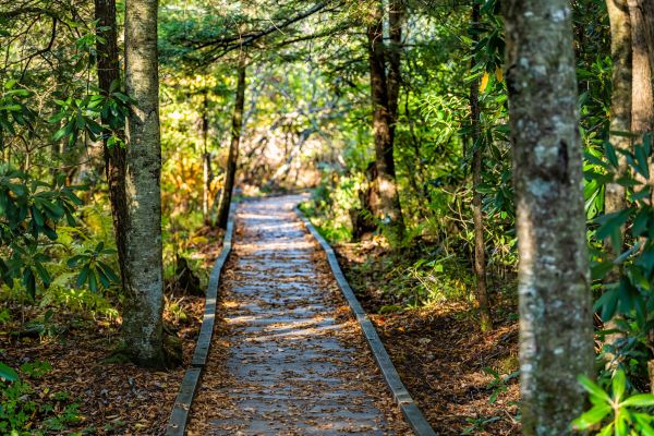 Cost of Trail Clearing in Conyers
