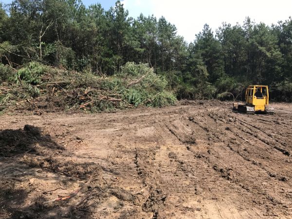 Cost of Thicket Clearing in Conyers
